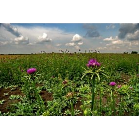 Jómagyar máriatövismag őrlemény 250g 