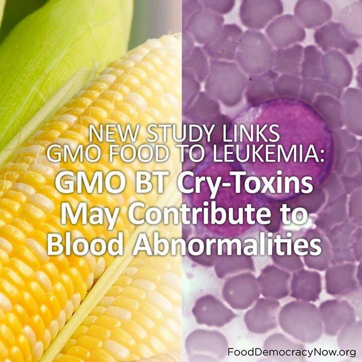 Áttörés a GM szójatáp ügyében!